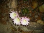 PICT0355.jpg