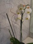 IMG_2600reducida.JPG