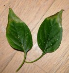 Guindilla_Hojas_02.JPG