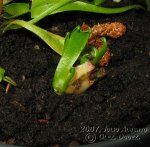 Trampa-de-Dionaea-naciendo-.jpg