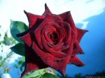 black baccara.JPG