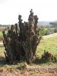 masia 009.jpg