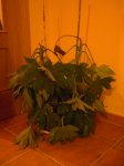 copiadepict0258yz0.jpg