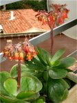 Cotyledon Macrantha.jpg