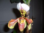 Paphio gratixianum flor1.JPG