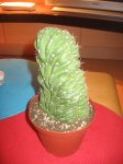 cactus 001.jpg