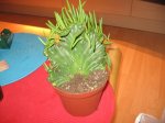 cactus 002.jpg