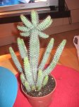 cactus 003.jpg