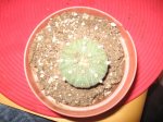 cactus 005.jpg