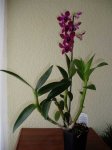 1dendrobium05-02-07.jpg