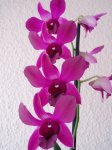 1P1010125.jpg