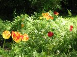 tulipanes1.jpg