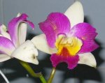2007 072.JPG