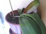phal turba.jpg