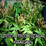 ESTALLAR2.jpg