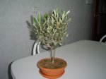 DSC02521.JPG
