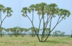 hyphaene thebaica.jpg