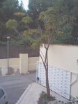 Arbol3.jpg