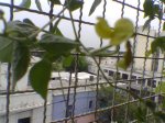 flor_amarilla1.jpg
