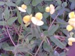 flor_amarilla2.jpg