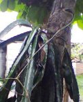 Imagen061.jpg