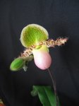 Paphiopedilum chanberlainianum.jpg