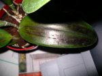 orquidees 001.jpg
