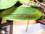 orquidees 003.jpg