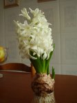 white-pearl.jpg