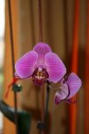 phal1.JPG