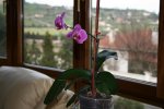 phal2.JPG