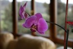 phal3.JPG