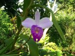 Orquidea erundina.jpg