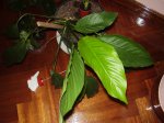 flor-blanca.jpg