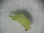 semilla gerinada.jpg