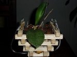 phal02.JPG