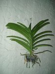 vanda01.JPG