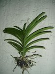 vanda02.JPG