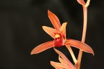 Orquidea desconocida.jpg