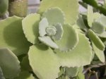succulenta.jpg