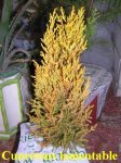 Cupressus_lamentable.jpg