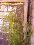 Cupressus_roto.jpg