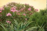 jardin4.jpg