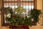 jardin5.jpg