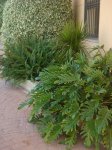 jardin9.jpg
