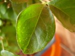 ligustrum.jpg