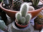 30 Cleistocacto ssp .JPG