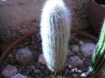 32 Cleistocactus strausii.JPG