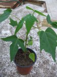plantas 019.jpg