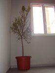 2006 005.jpg